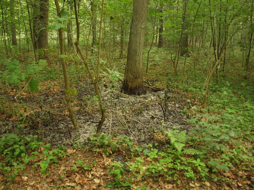 Waldbrand Bergisch Gladbach Bensberg P043.JPG